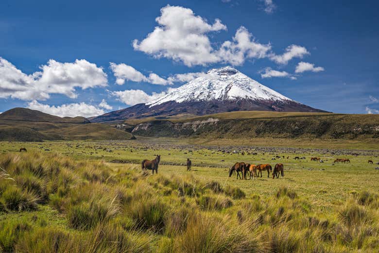 Caballos salvajes pastando en libertad