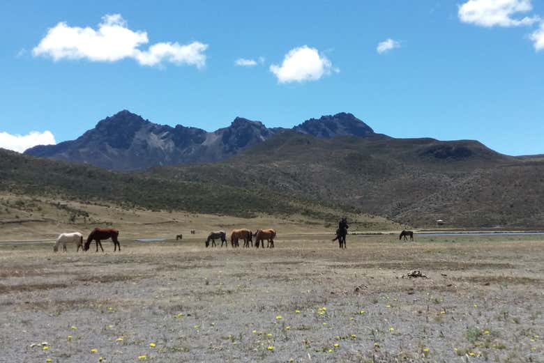 Veremos caballos salvajes
