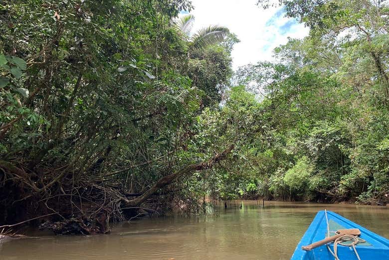 Mangrovie nelle Riserva di Cuyabeno