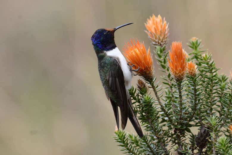 The local wildlife