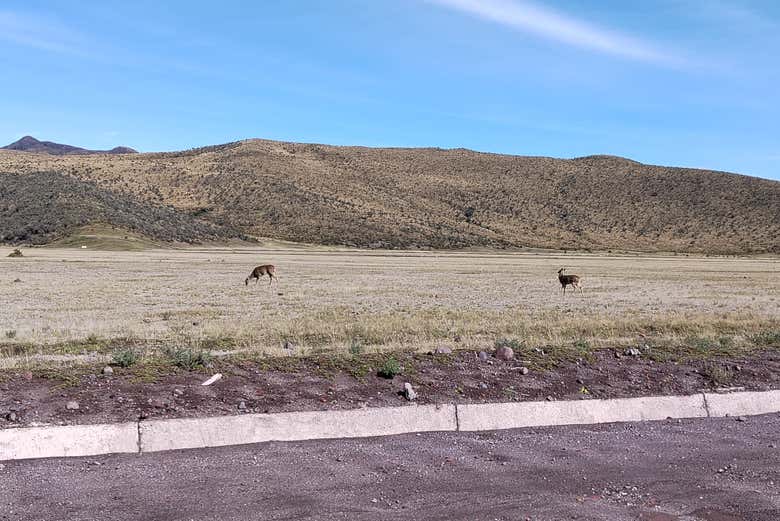 Unos ciervos andinos 