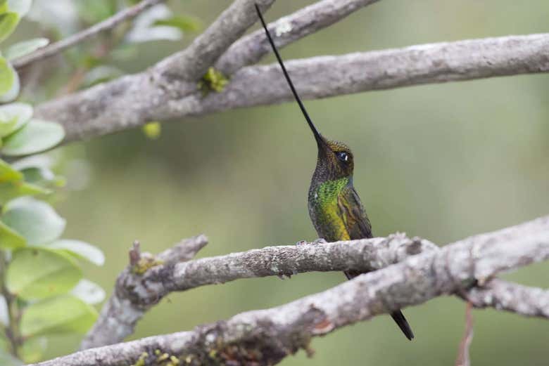 Hummingbird in the Yanacocha Reserve