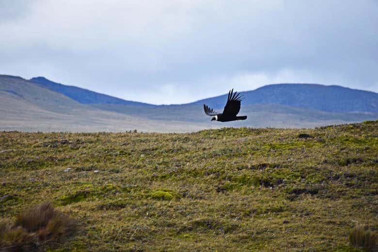 An Andean condor
