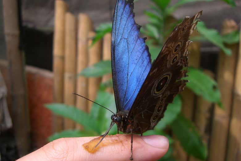 Mariposario de Mindo