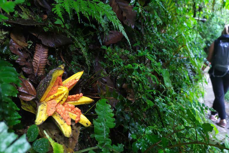 Native flora in Mindo