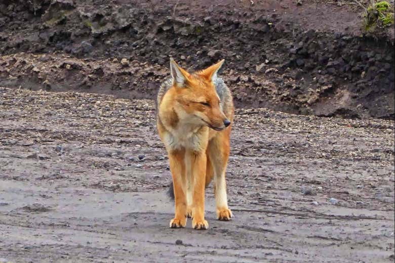 Un lobo en los alrededores de Cotopaxi