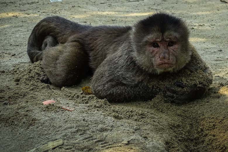 Spider monkey in Puerto Misahuallí
