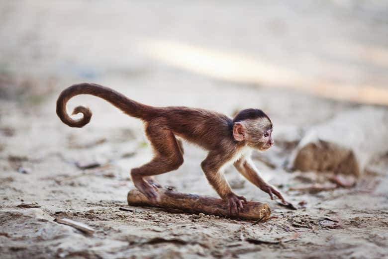 Hang out with the adorable native inhabitants