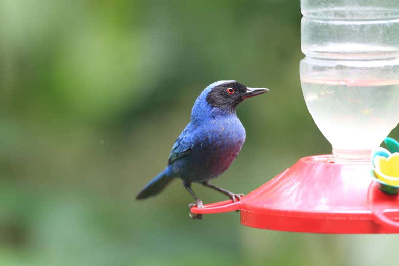 Masked flowerpiercer bird in the Yanacocha Reserve