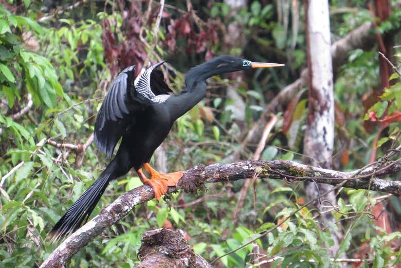 Scopriremo insieme la fauna endemica del Paese