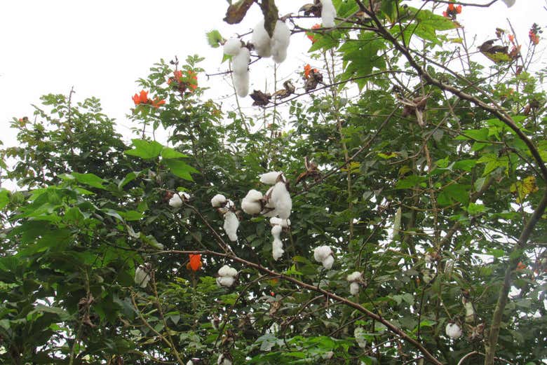 Plantações de algodão