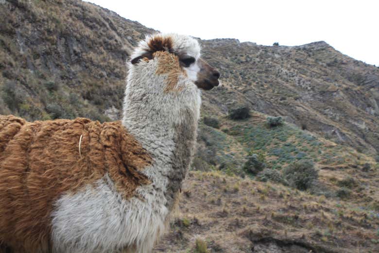 Una simpática alpaca 