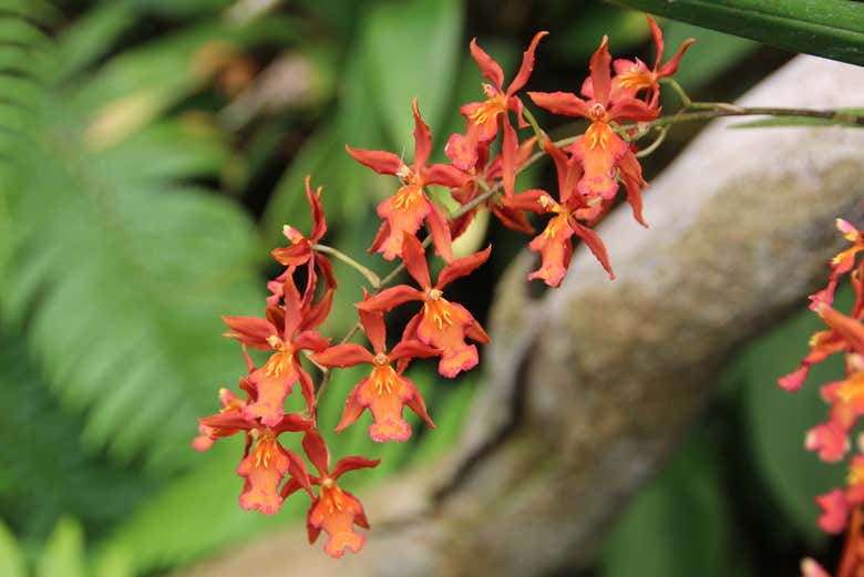 Orchidées dans le jardin botanique de Quito