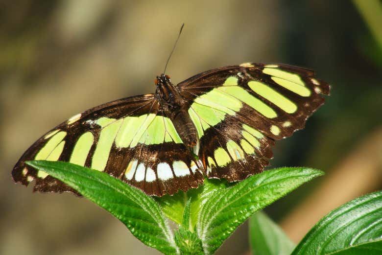 Una de las mariposas
