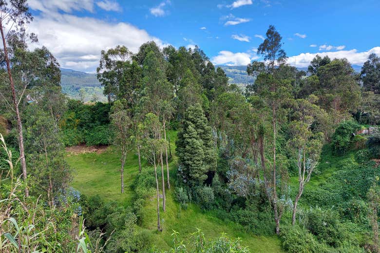 Forêts de Pasochoa