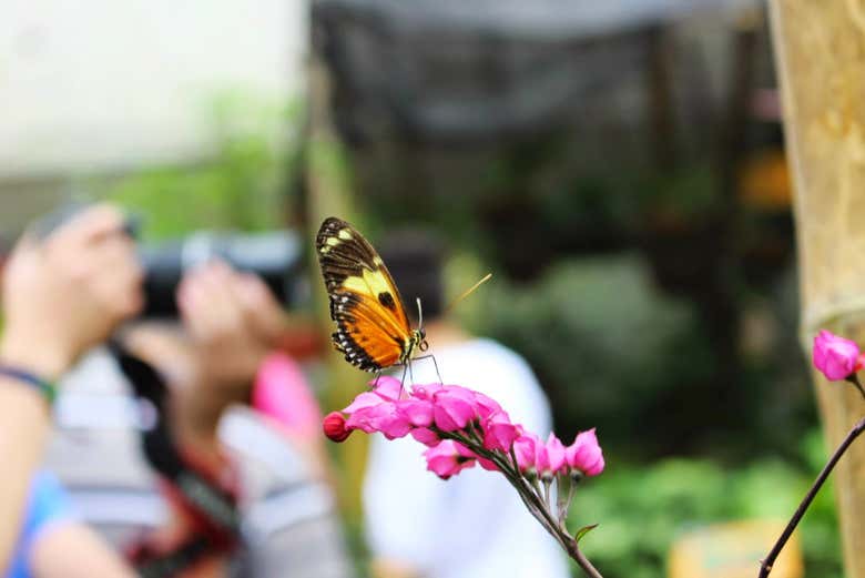 Fotografiando a una de las mariposas