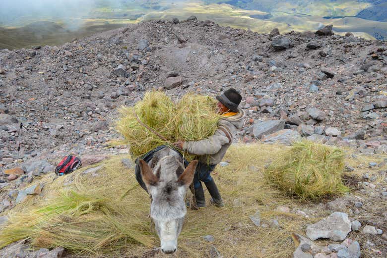 Animals to carry the ice