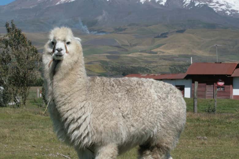 Llama en las inmediaciones del volcán