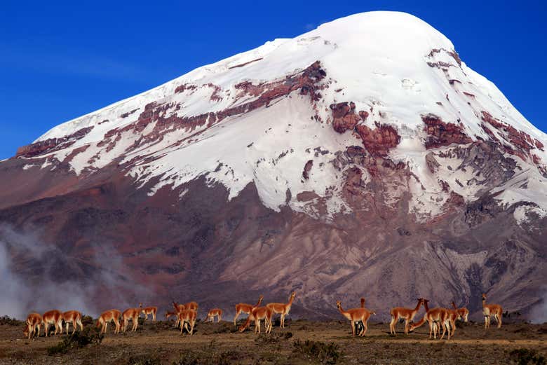 Cima innevata del Chimborazo