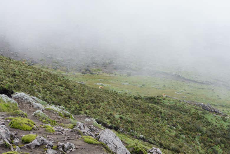 Avvistamento di animali a Chimborazo