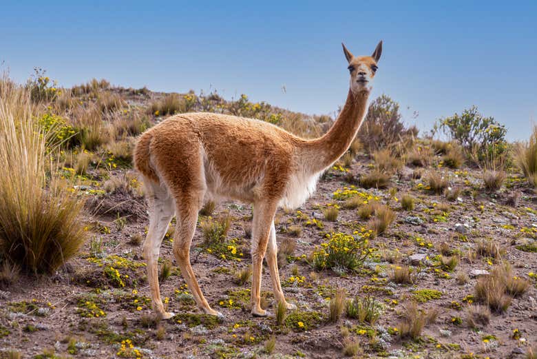 A vicuña at the foot of the volcano