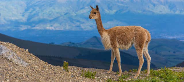 Trekking di 2 giorni sul vulcano Chimborazo