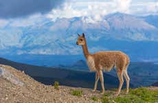 Trekking di 2 giorni sul vulcano Chimborazo