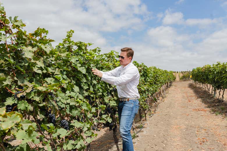 Discover the different types of grapes