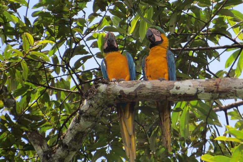 Spot different bird species