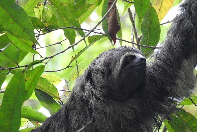 A lovely sloth