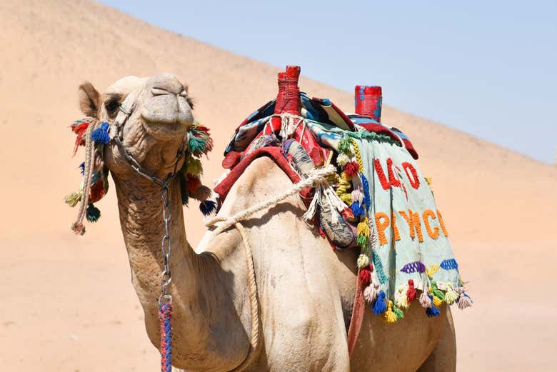 Chameau dans la Vallée des Princes