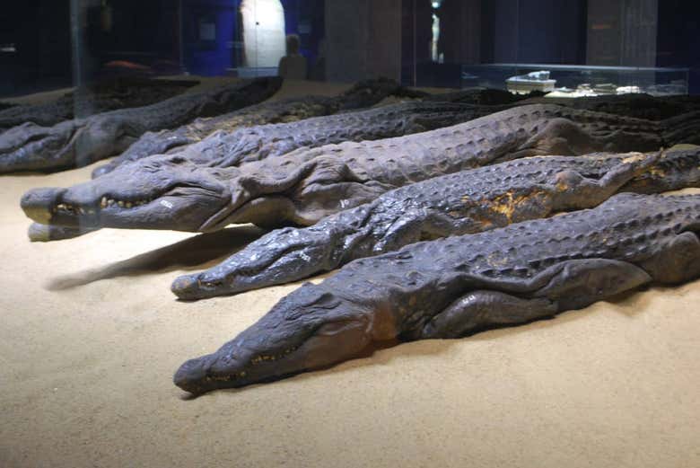 Museo del Cocodrilo, en Kom Ombo