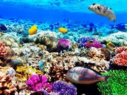 Immersione e snorkeling in Egitto