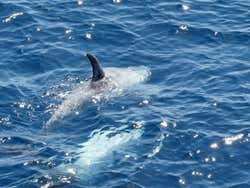 Dolphins in the Red Sea