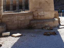 Even the dogs think it's hot in Egypt!