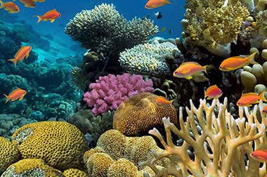 Buceo y snorkel en Egipto