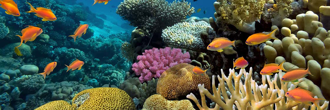 Diving and Snorkelling in Egypt
