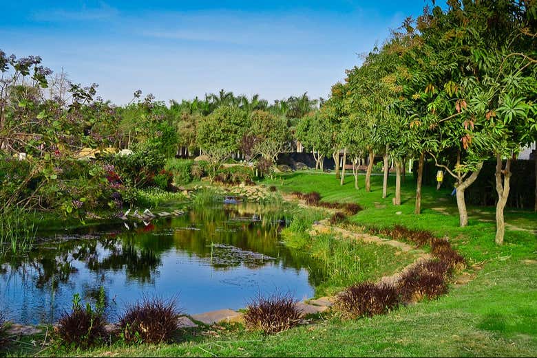 Lush vegetation