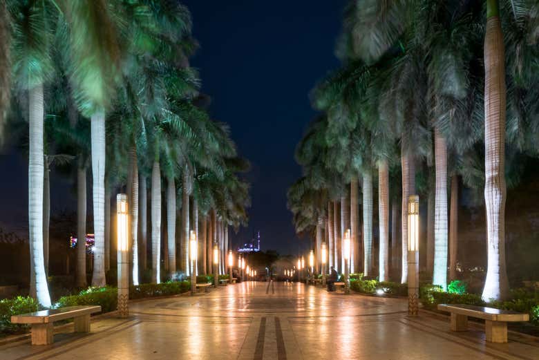 Beautiful palm trees