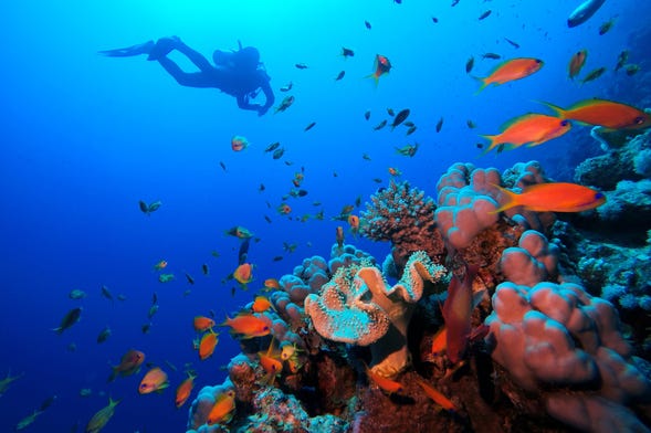 Red Sea Beginners Scuba Diving