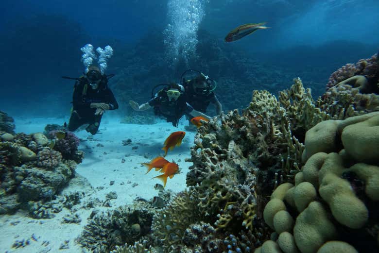 Des plongeurs observant des poissons colorés