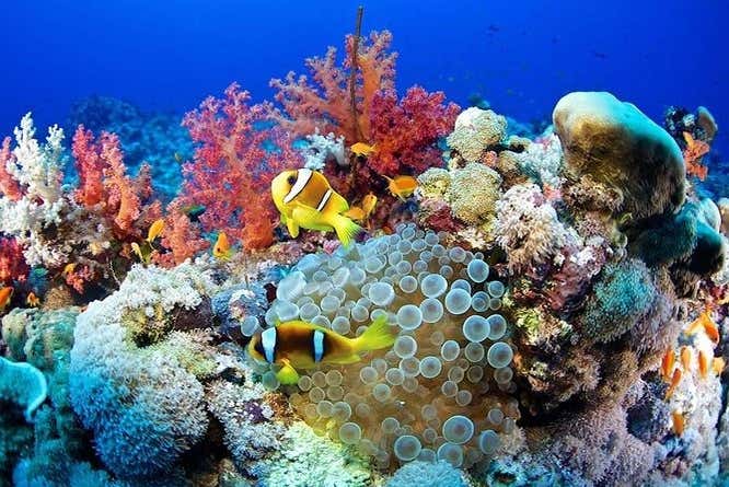 Coraux de la mer Rouge