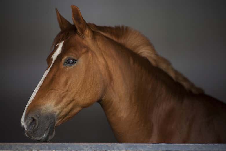 Cavallo pronto per il percorso