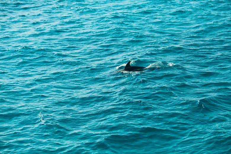 Avvistando i delfini nel Mar Rosso