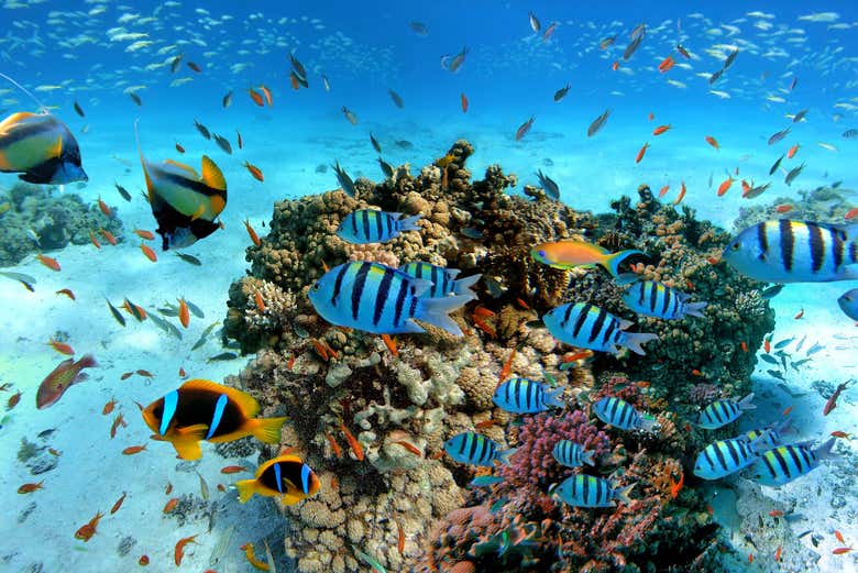 Fonds marins de l'île Giftoun