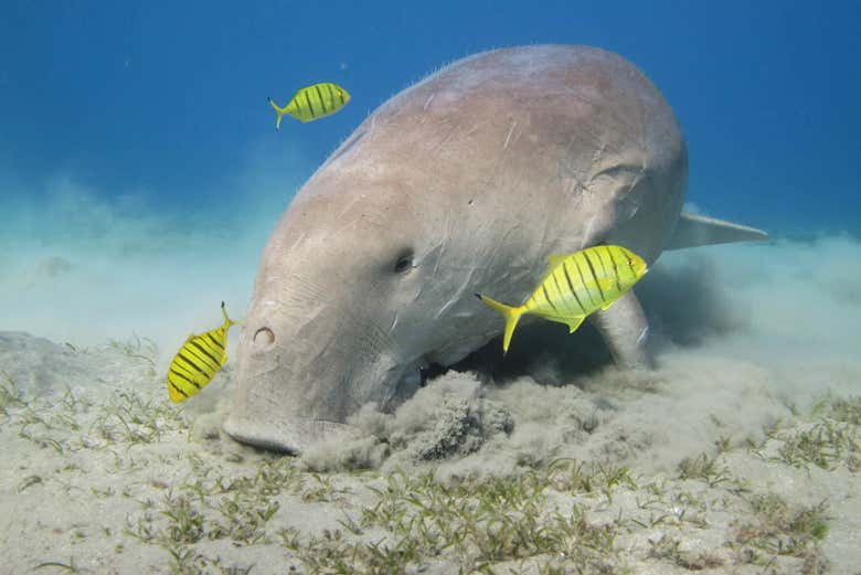 Manatí en el Parque Nacional Abu Dabbab