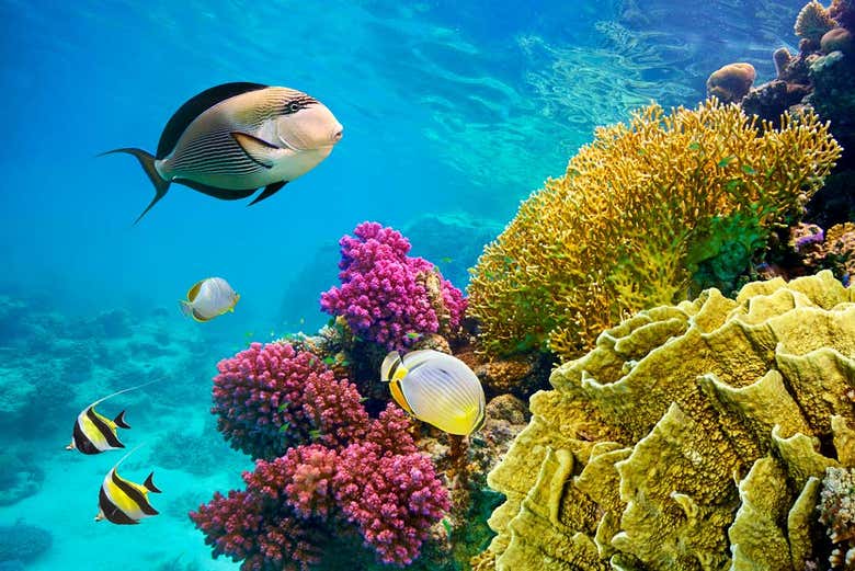 Fondos submarinos de Hurghada