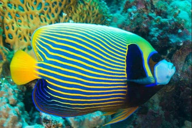 Contemplando i pesci dell'acquario