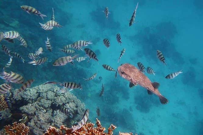 Poisson de l'île Giftoun