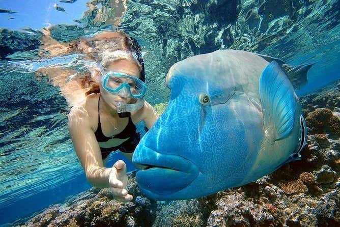 Pesce Napoleone